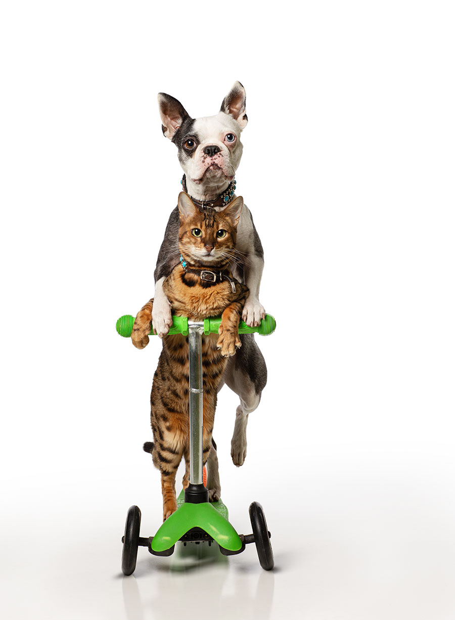 Fastest-5-m-on-a-scooter-by-a-dog-and-cat-_pair_.jpg
