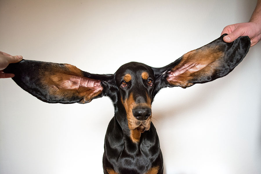 Longest-ears-on-a-dog-living.jpg